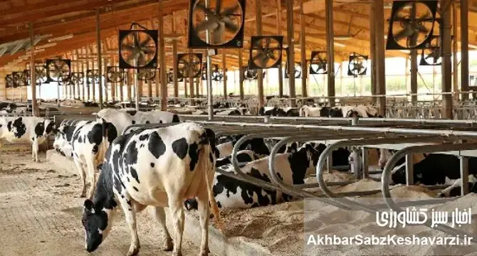 روایت یک دامدار از فروپاشی آرام دامداری در ایران+ویدئو