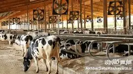 روایت یک دامدار از فروپاشی آرام دامداری در ایران+ویدئو