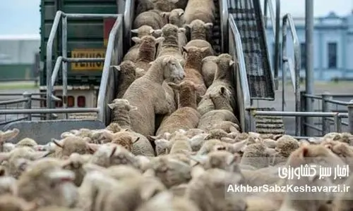 کام عارف هم شیرین شده است؟! رازهای پشت پرده صادرات و واردات گوسفند زنده