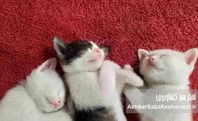 راز خواب طولانی گربه‌ها؛ از تکامل تا زیست‌ریتم