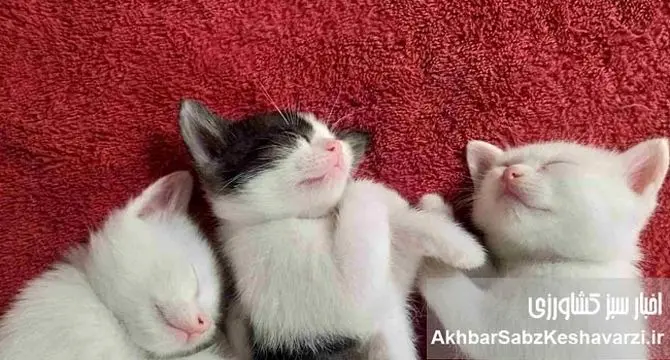 راز خواب طولانی گربه‌ها؛ از تکامل تا زیست‌ریتم