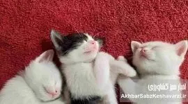 راز خواب طولانی گربه‌ها؛ از تکامل تا زیست‌ریتم