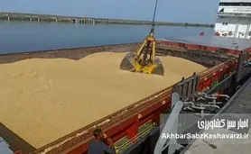 نهاده‌های وارداتی از روسیه دام‌های کشور را آلوده کرد