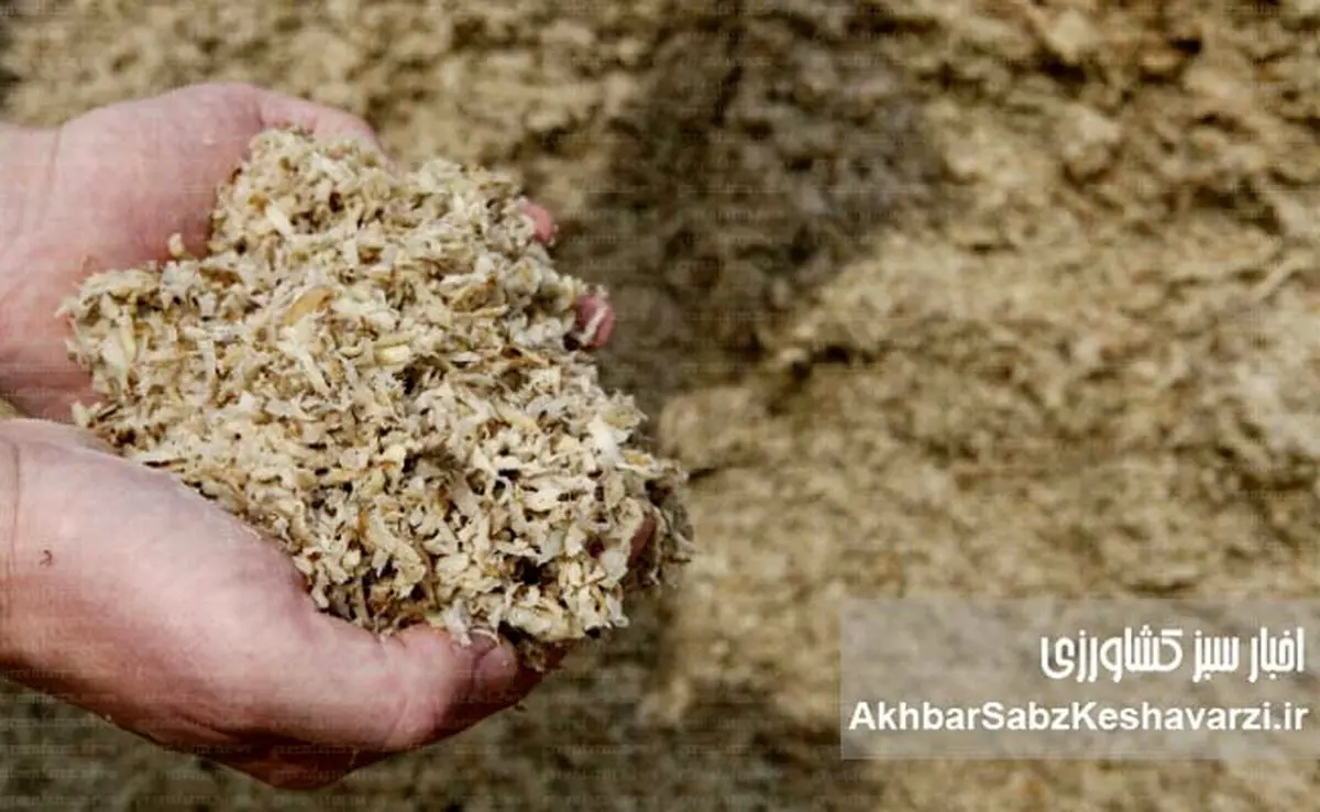 نجات مرغداری از بحران نهاده؟ لارو مگس سرباز وارد جیره شد