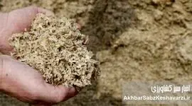 نجات مرغداری از بحران نهاده؟ لارو مگس سرباز وارد جیره شد