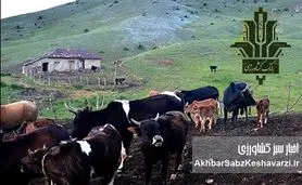 از دل کوه تا اوج تولید؛ نقش بانک کشاورزی در پایداری دامپروری ایران
