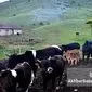 از دل کوه تا اوج تولید؛ نقش بانک کشاورزی در پایداری دامپروری ایران