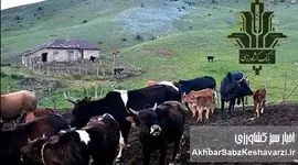 از دل کوه تا اوج تولید؛ نقش بانک کشاورزی در پایداری دامپروری ایران