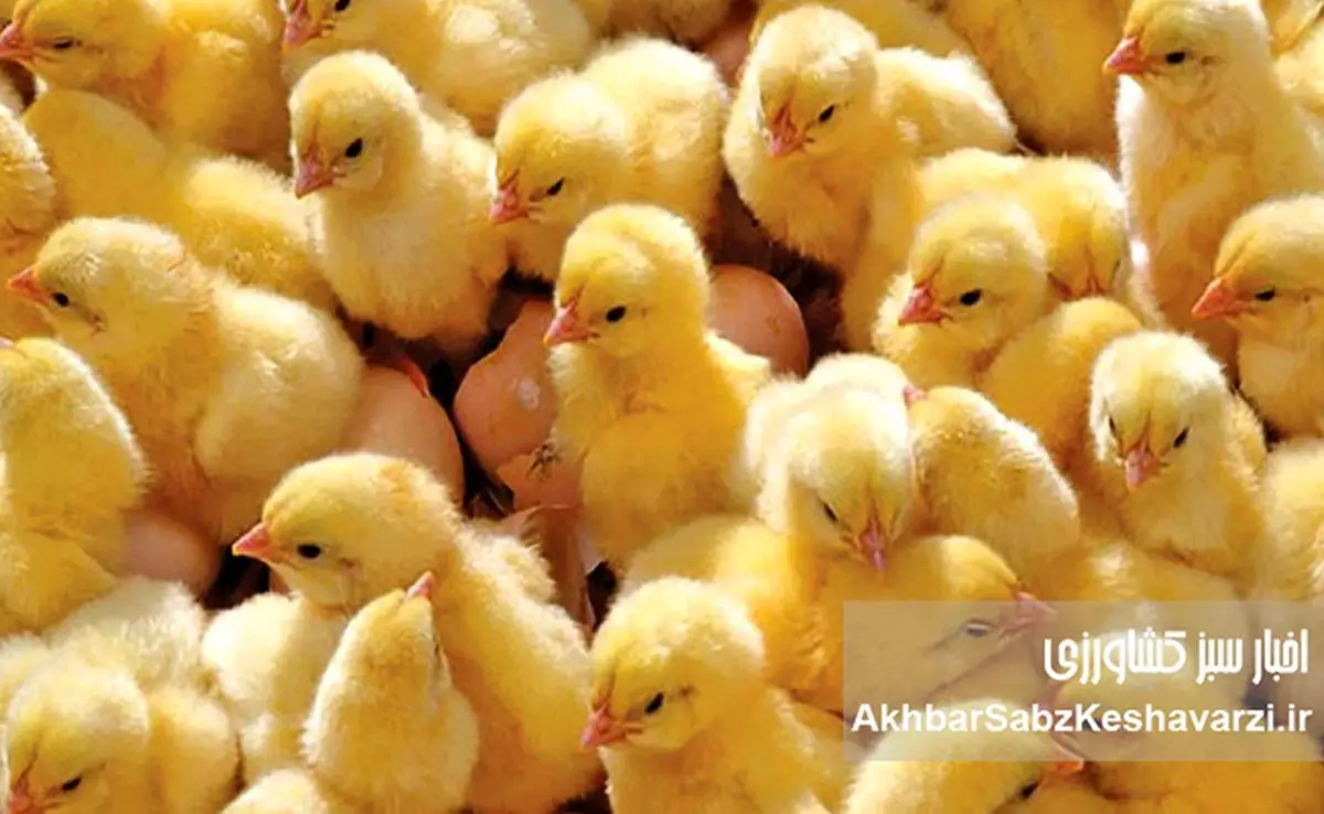 جوجه‌هایی که قربانی سیاست شدند؛ وقتی سرکوب قیمت، تولید را به چاه می‌اندازد
