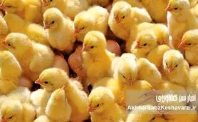 جوجه‌هایی که قربانی سیاست شدند؛ وقتی سرکوب قیمت، تولید را به چاه می‌اندازد
