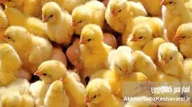 جوجه‌هایی که قربانی سیاست شدند؛ وقتی سرکوب قیمت، تولید را به چاه می‌اندازد
