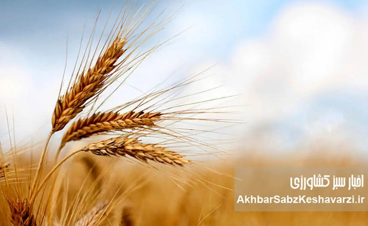 وقتی جو از گندم جلو می‌زند؛ زنگ خطر برای سیاست خرید تضمینی