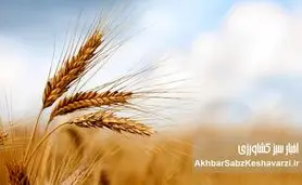 وقتی جو از گندم جلو می‌زند؛ زنگ خطر برای سیاست خرید تضمینی