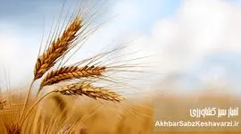 وقتی جو از گندم جلو می‌زند؛ زنگ خطر برای سیاست خرید تضمینی