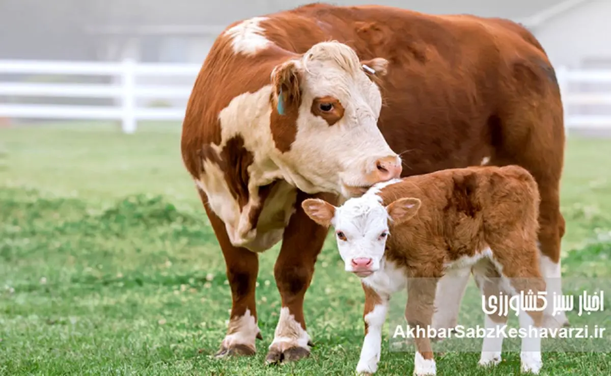 سقوط قیمت دام؛ آغاز گرانی بزرگ گوشت در سال آینده