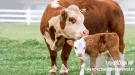 سقوط قیمت دام؛ آغاز گرانی بزرگ گوشت در سال آینده