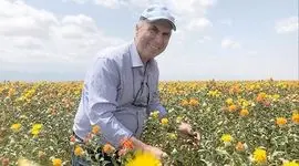 گیاه گلرنگ بومی ایران و مقاوم به تنش‌های آبی+ ویدئو

