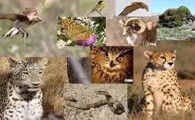 تنوع زیستی ایران در معرض خطر

