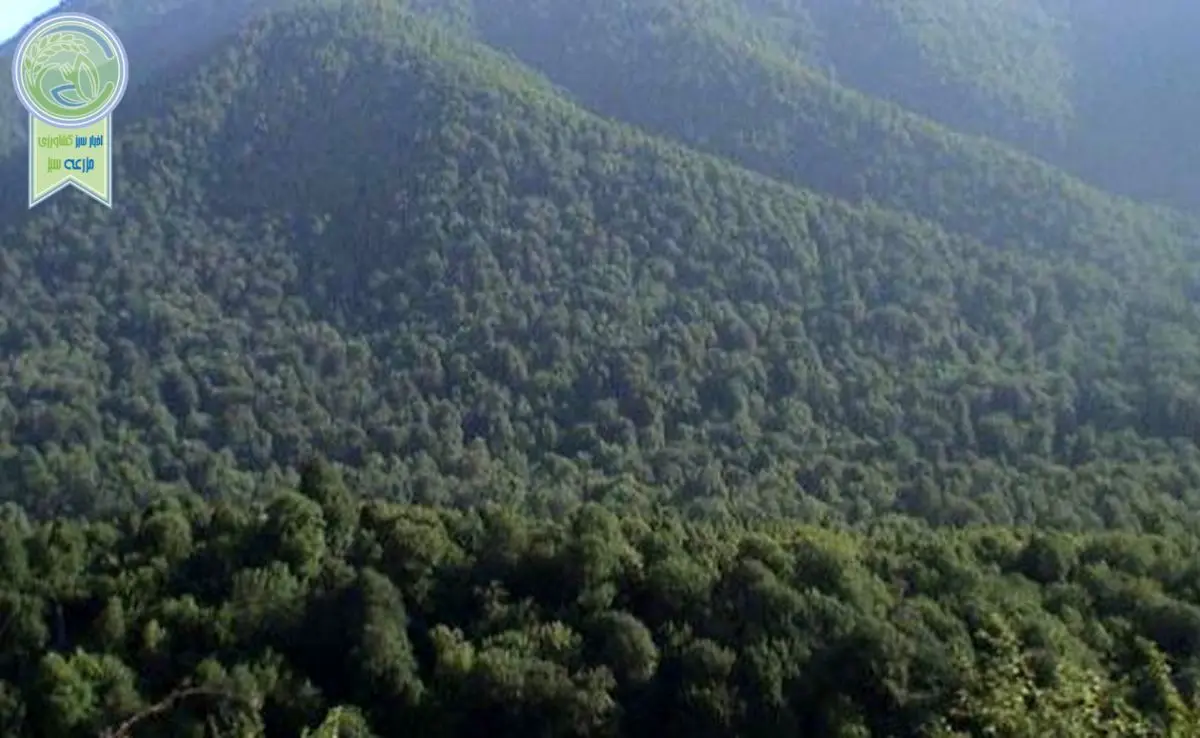 رشد ۱۵ درصدی مساحت جنگل های ایران

