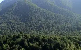 رشد ۱۵ درصدی مساحت جنگل های ایران

