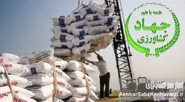 برنج وارداتی؛ فاکتورسازی برای خروج بی‌بازگشت ارز دولتی از کجا کلید خورد؟