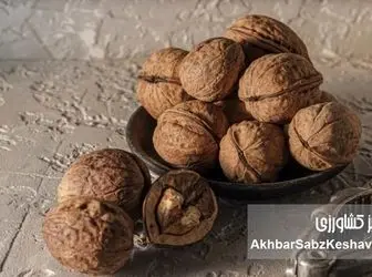 گردو بخورید تا پوکی استخوان نگیرید