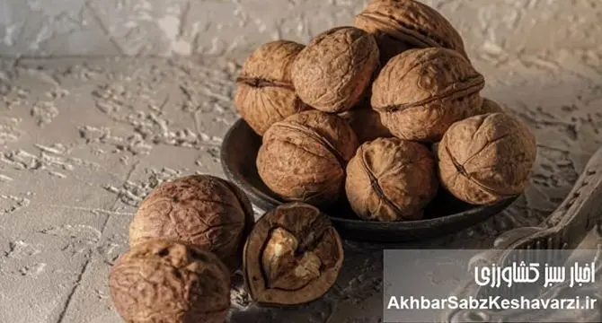 گردو بخورید تا پوکی استخوان نگیرید