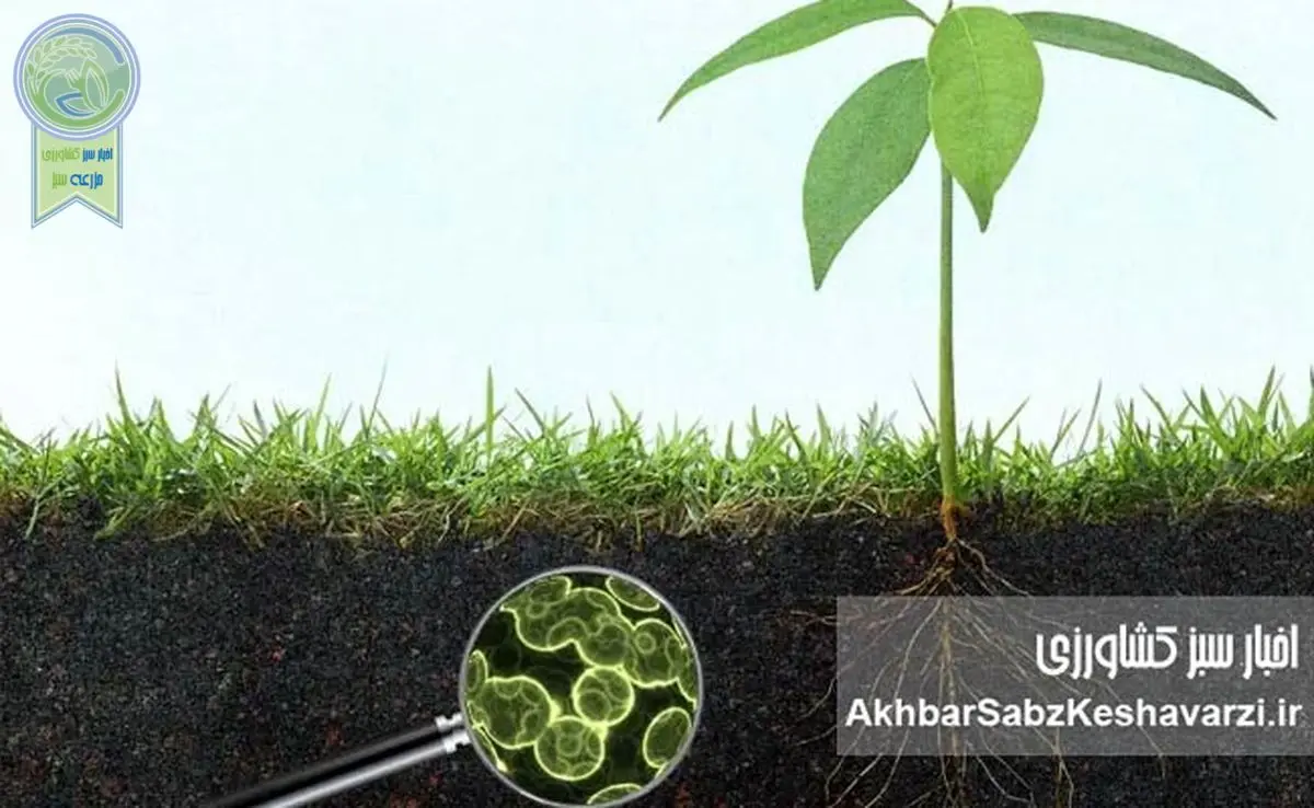 میکروارگانیسمها عامل تثبیت کربن خاک