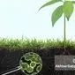 میکروارگانیسم‌ها عامل تثبیت کربن خاک