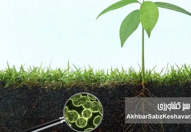 میکروارگانیسم‌ها عامل تثبیت کربن خاک