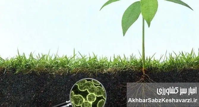 میکروارگانیسم‌ها عامل تثبیت کربن خاک