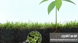 میکروارگانیسم‌ها عامل تثبیت کربن خاک