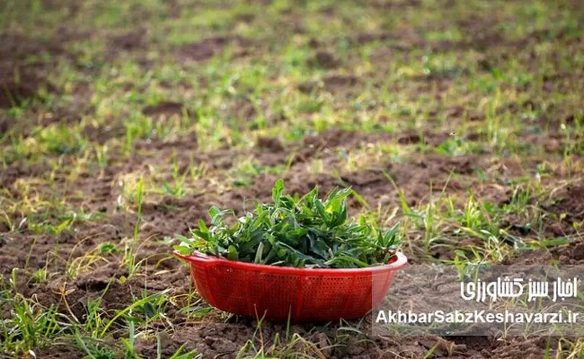 چرا گیاهان بومی دوباره به سفره ایرانی برمی‌گردند؟