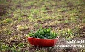 چرا گیاهان بومی دوباره به سفره ایرانی برمی‌گردند؟