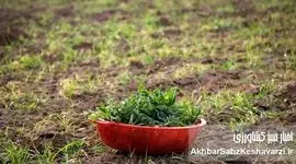 چرا گیاهان بومی دوباره به سفره ایرانی برمی‌گردند؟