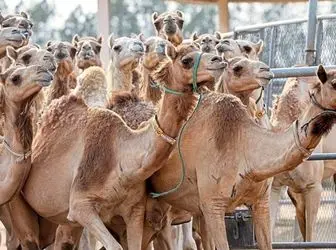 اهمیت پرورش شتر، مزایا و چالش‌های آن

