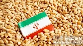 گندم ۴۰ هزار تومانی؛ طوفان تورمی که از مزرعه به سفره می‌رسد