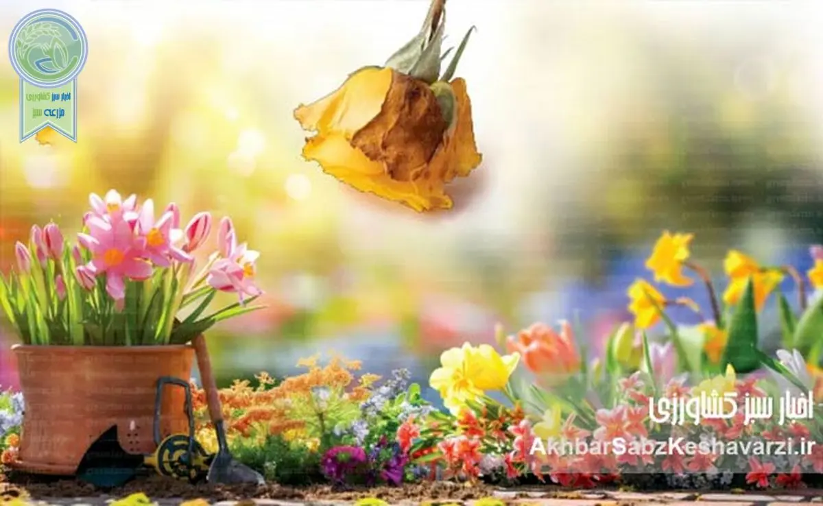 مدیریت عوامل بیماریزا در گلهای شاخه بریده