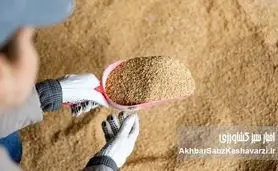 بازار سویا در آستانه تحول؛ از انحصار واردات تا ضرورت تأمین ۲.۴ میلیون تن دانه و کنجاله