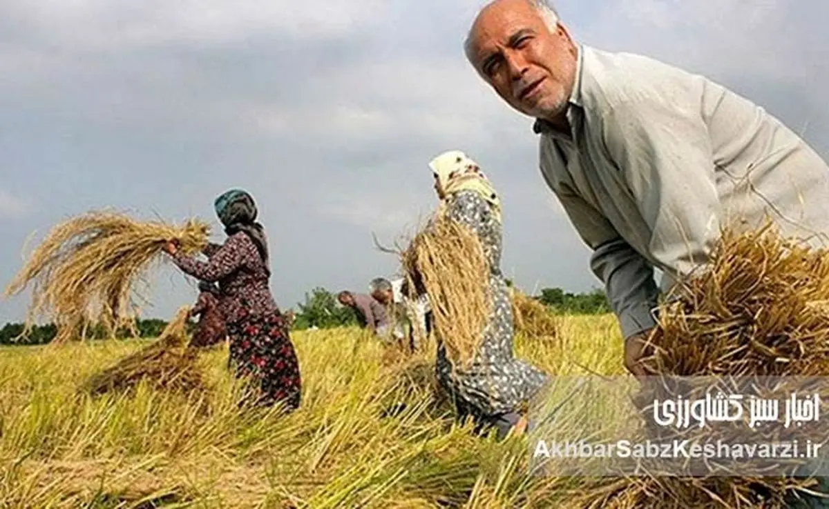 سیاستهای غلط در واردات برنج؛ فشار مضاعف بر شالیکاران