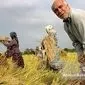 سیاست‌های غلط در واردات برنج؛ فشار مضاعف بر شالیکاران