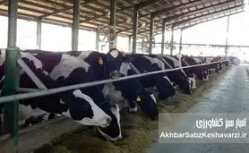 تعلل برنامه‌ریزان نهاده‌های کشاورزی همزمان با بحران تب برفکی؛ خطری برای امنیت غذایی ایران