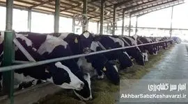 تعلل برنامه‌ریزان نهاده‌های کشاورزی همزمان با بحران تب برفکی؛ خطری برای امنیت غذایی ایران