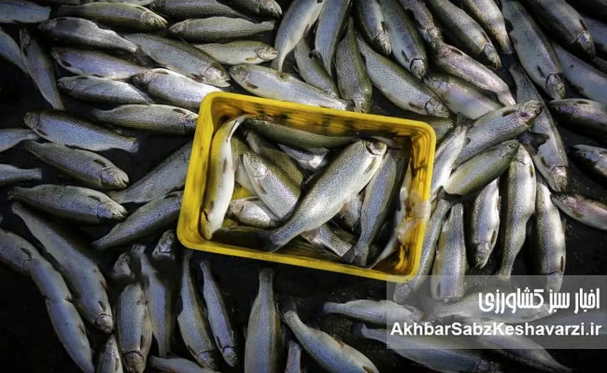 وقتی دریا به خانه می‌آید؛ تحول خاموش شیلات در دل گلستان