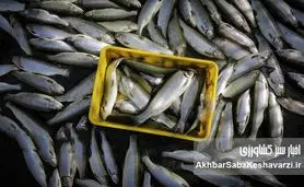 وقتی دریا به خانه می‌آید؛ تحول خاموش شیلات در دل گلستان