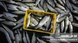 وقتی دریا به خانه می‌آید؛ تحول خاموش شیلات در دل گلستان