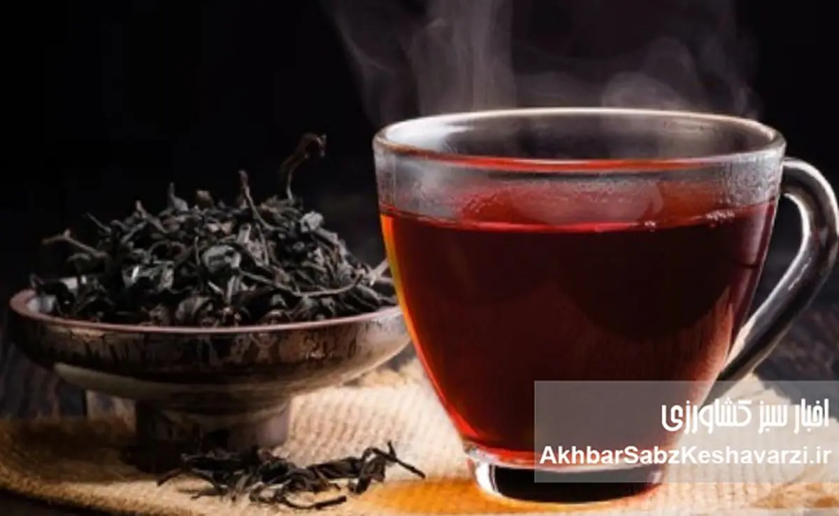 صادرات چای مرغوب، واردات چای نامرغوب؛ این چرخه به نفع کیست؟