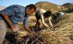 کشت قراردادی، کشاورزان را به باد داد

