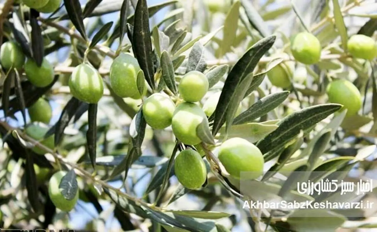 روز مزرعه زیتون در رودبار؛ انقلاب دانش برای افزایش تولید زیتون گیلان
