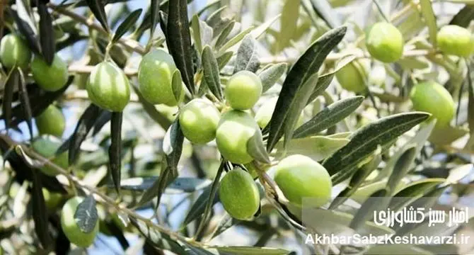 روز مزرعه زیتون در رودبار؛ انقلاب دانش برای افزایش تولید زیتون گیلان